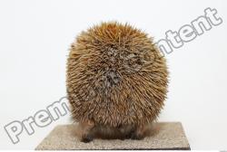 Whole Body Hedgehog